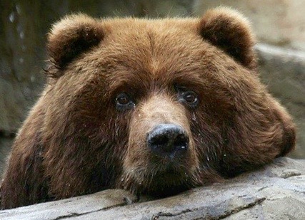 Sad Bear