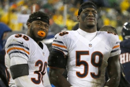 bears d